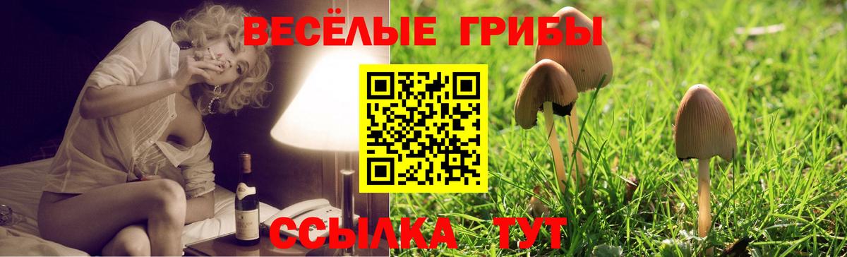 Псилоцибиновые грибы Cubensis Гулькевичи